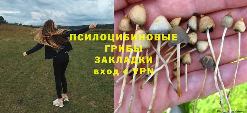 Псилоцибиновые грибы Psilocybine cubensis  где продают наркотики  OMG ссылка  Новое Девяткино 